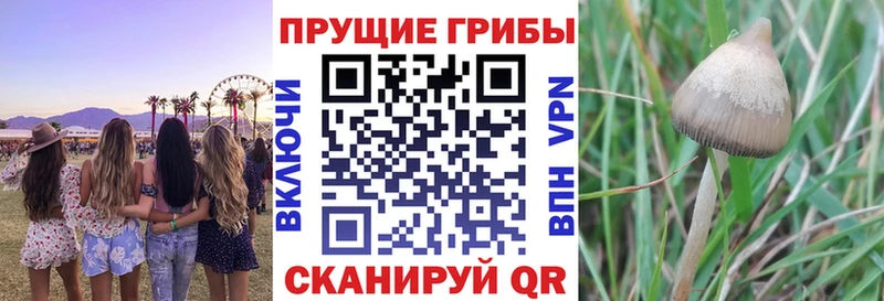 купить   Иркутск  Псилоцибиновые грибы мухоморы 